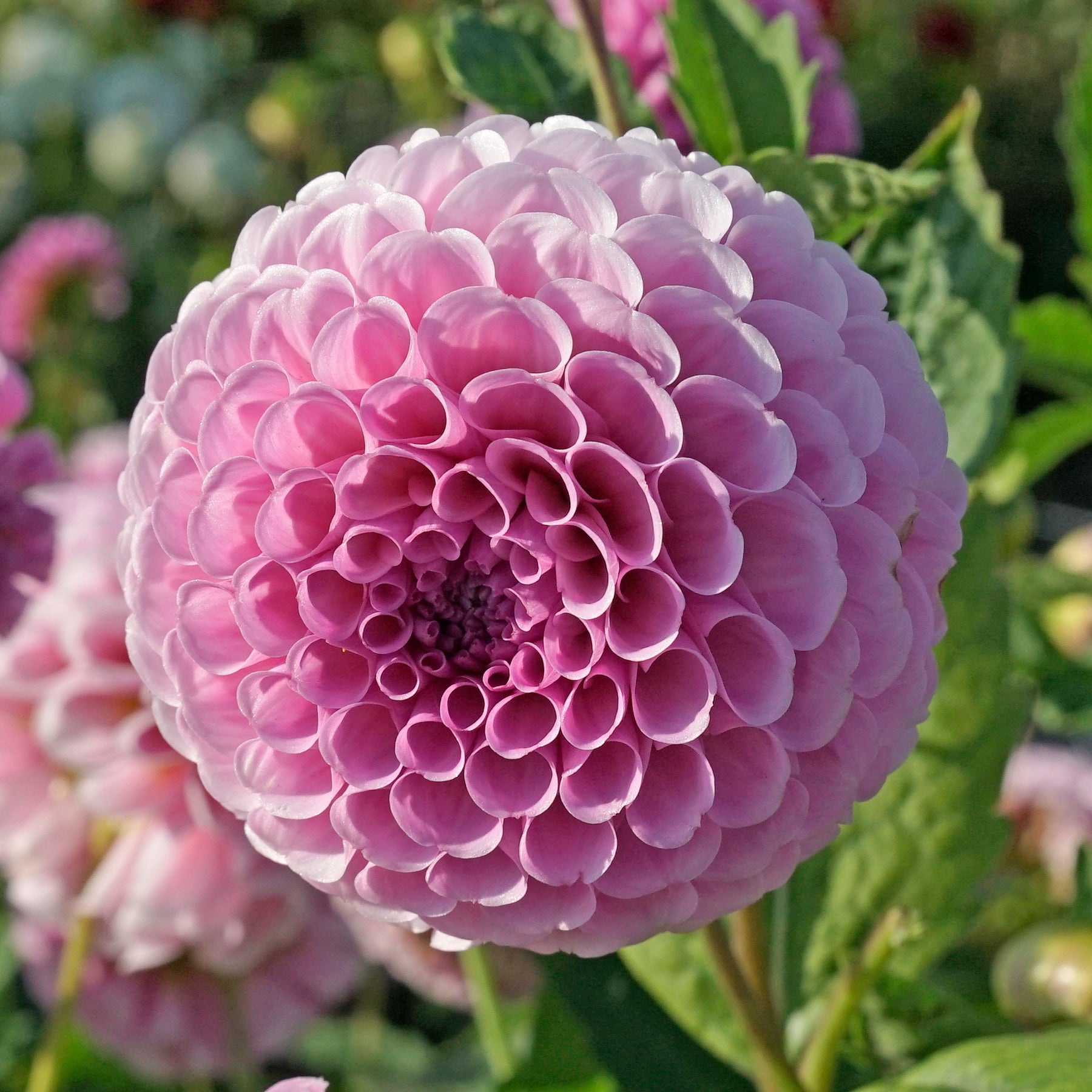 Dahlie Stolze von Berlin