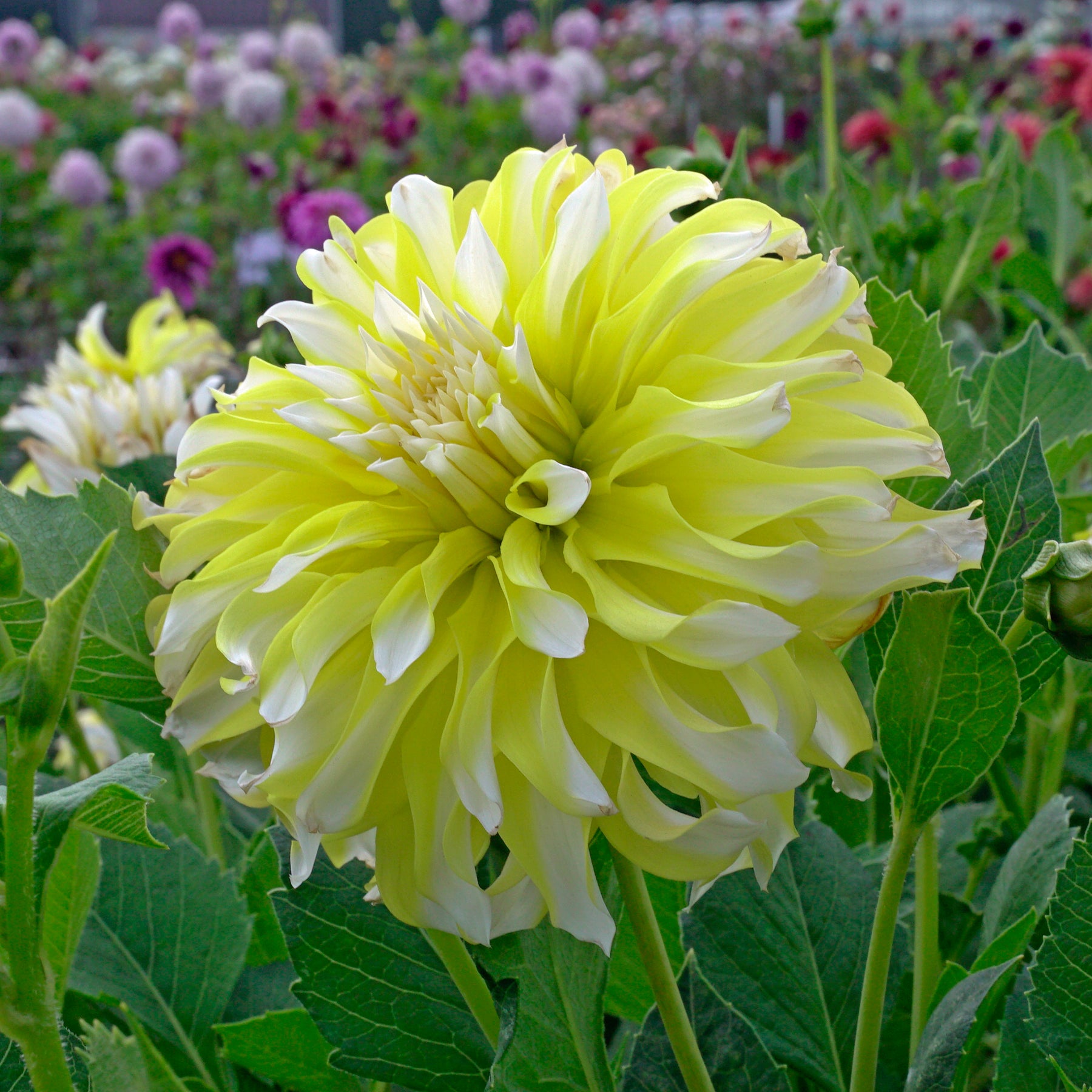 Dahlie Calgary Flames