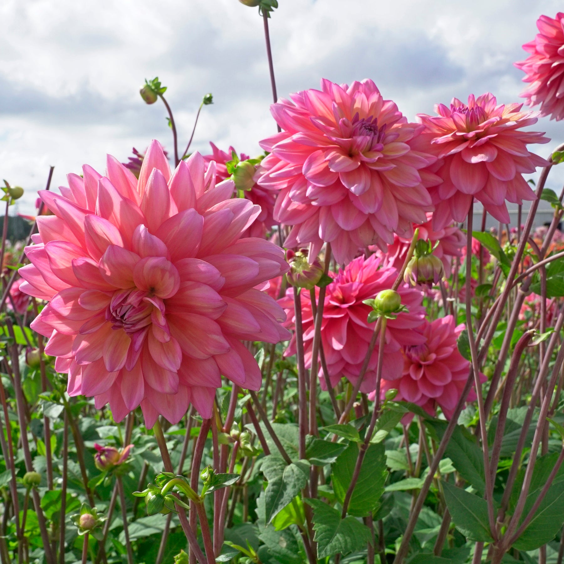 Dahlie Great Silence