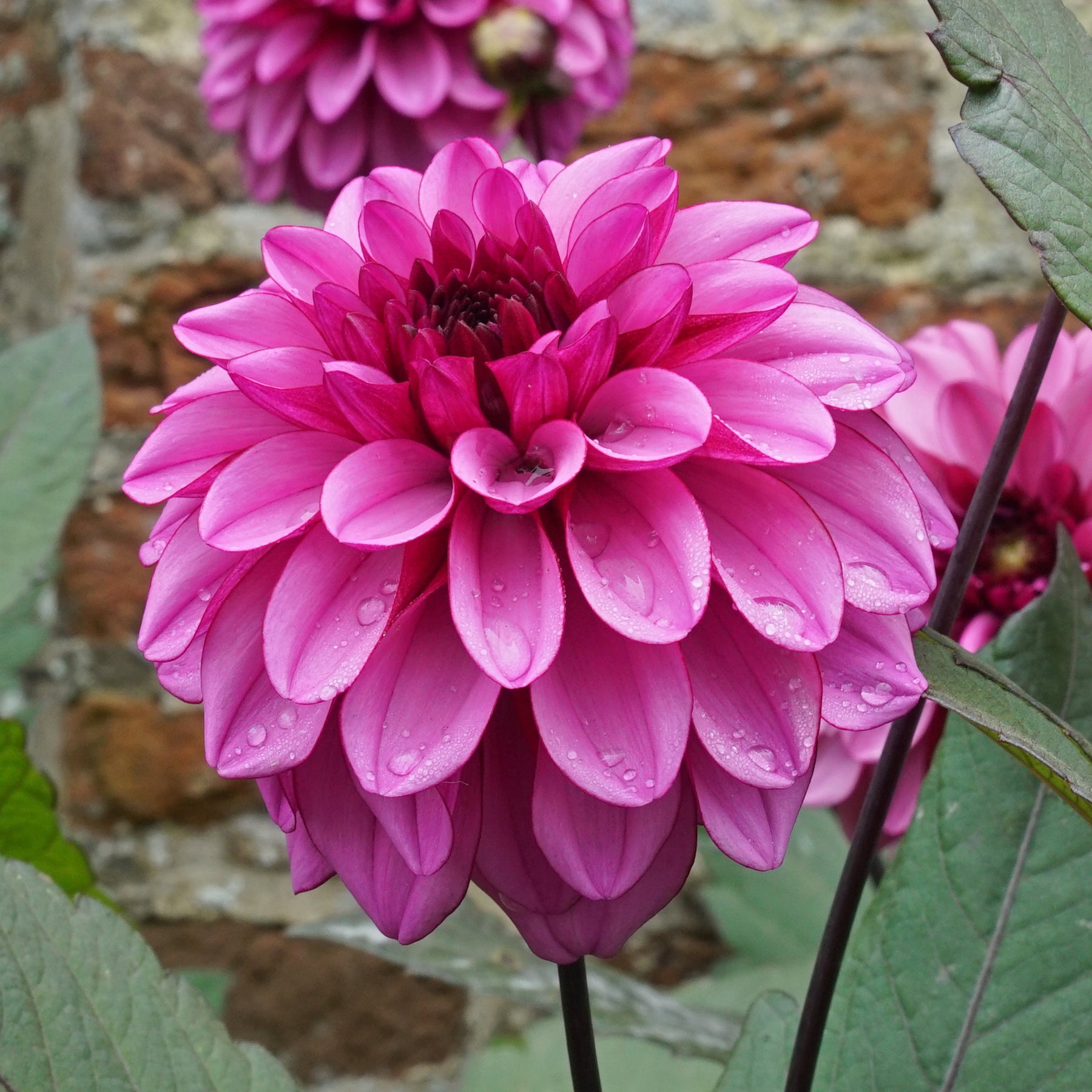 Dahlie Melissa Anna Marijke