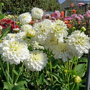 Dahlia Polar Ice