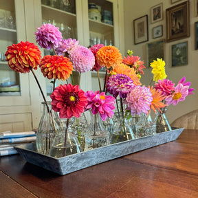 Dahlie Plukkie Plukkie mix