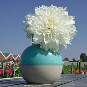 Dahlie Plukkie Plukkie mix