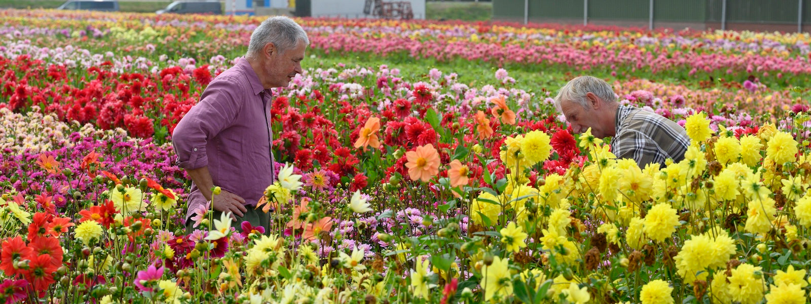 A slider picture of Carlos and a fellow grower on a Dahlia field