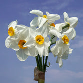 Early Splendour