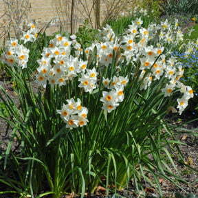 Early Splendour