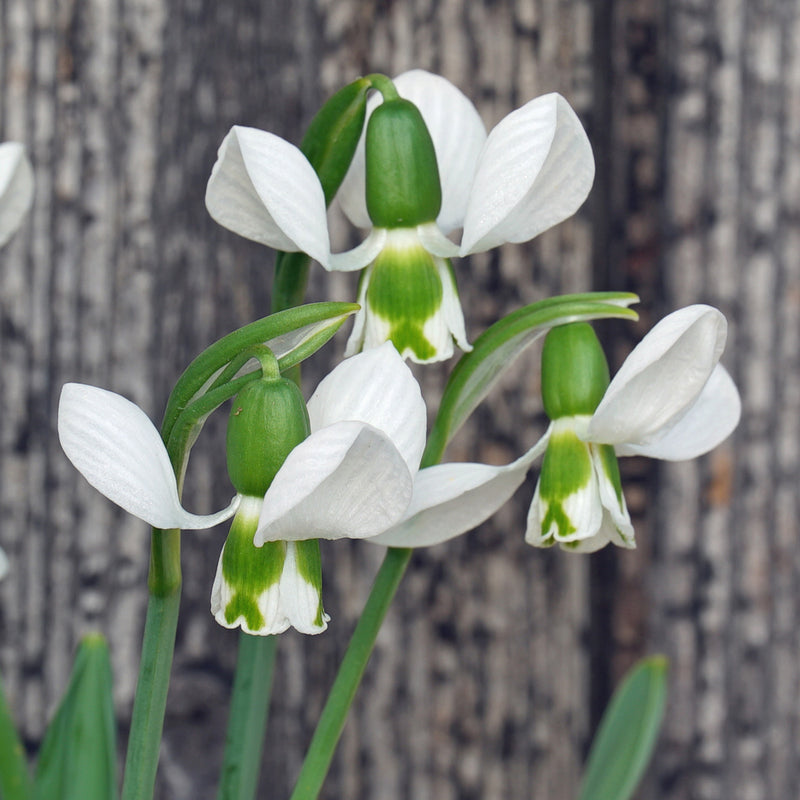 Galanthus (Schneeglöckhen)