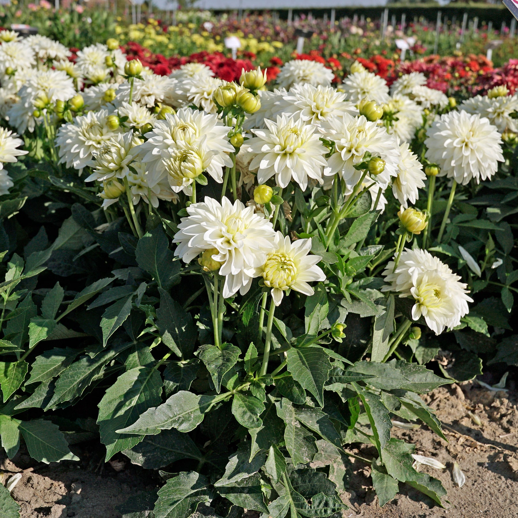 Dahlie Gallery Art Fair