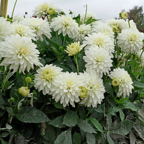 Dahlie Gallery Art Fair