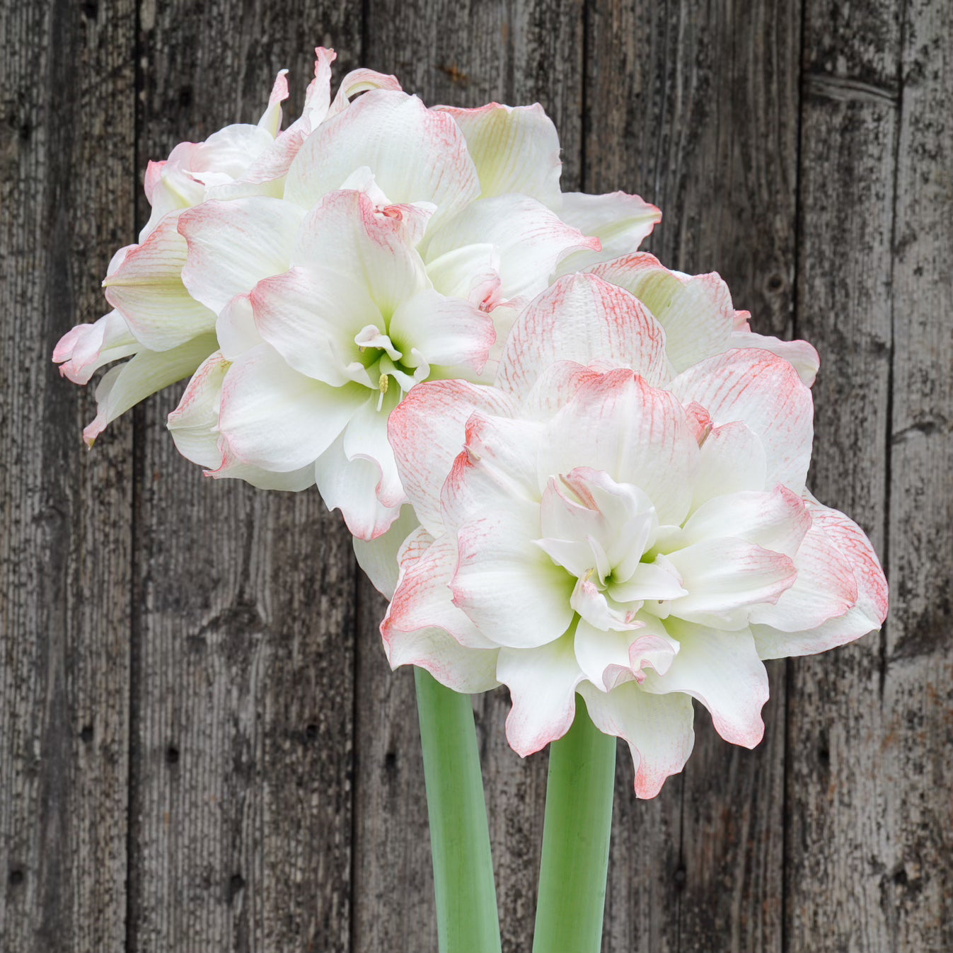 Amaryllis Time to Shine - witte amaryllis - Fluwel