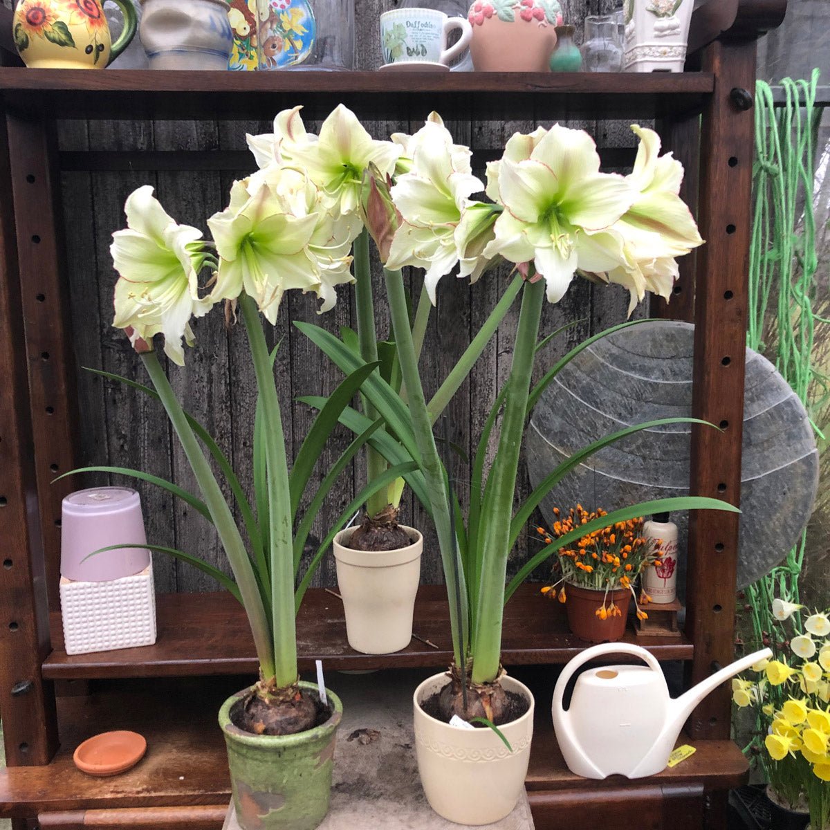 Amaryllis Lemon Cream - meerkleurige amaryllis - Fluwel