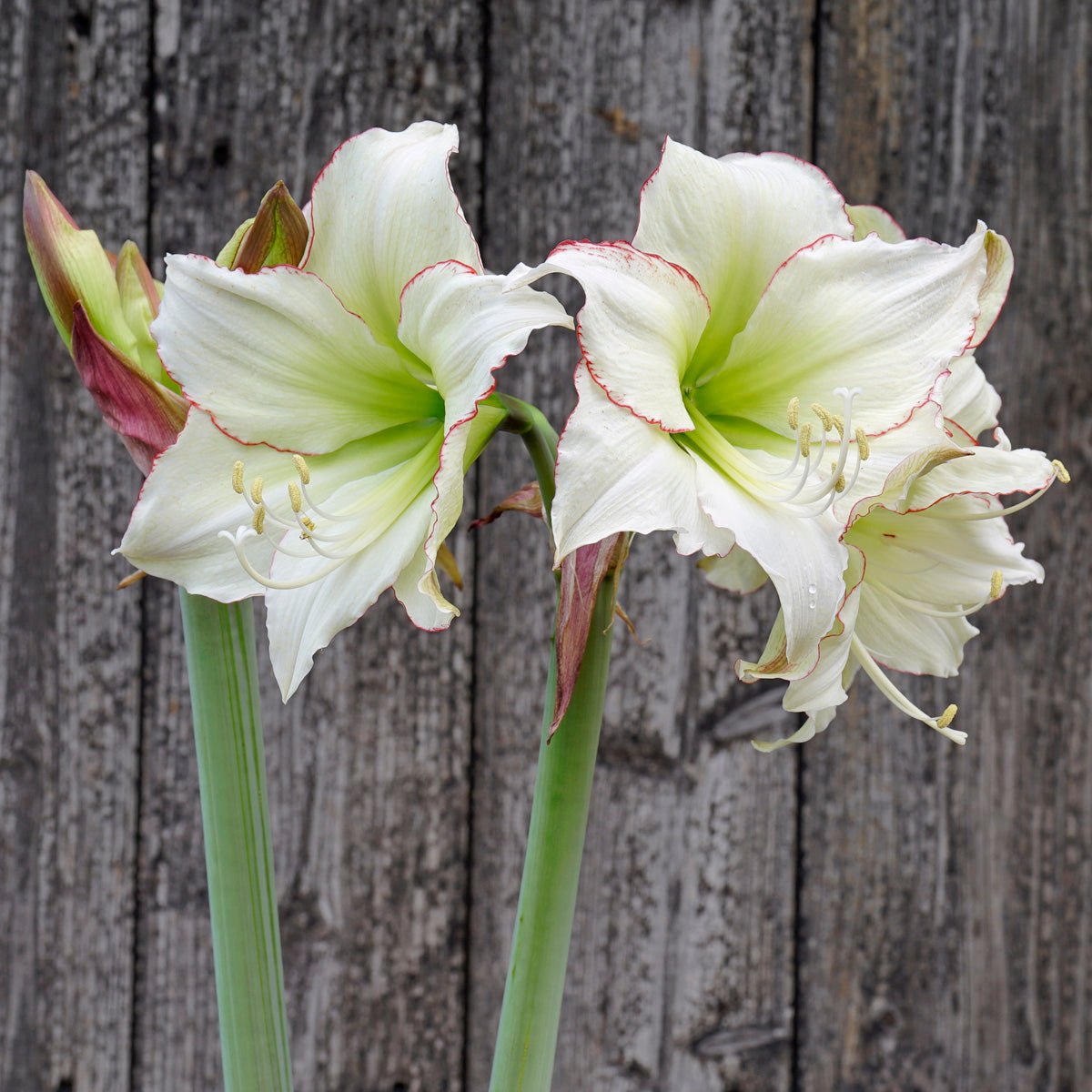 Amaryllis Lemon Cream - meerkleurige amaryllis - Fluwel