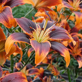 Lilium Forever Susan