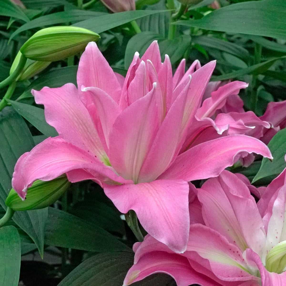 Lilium Roselily Gisella