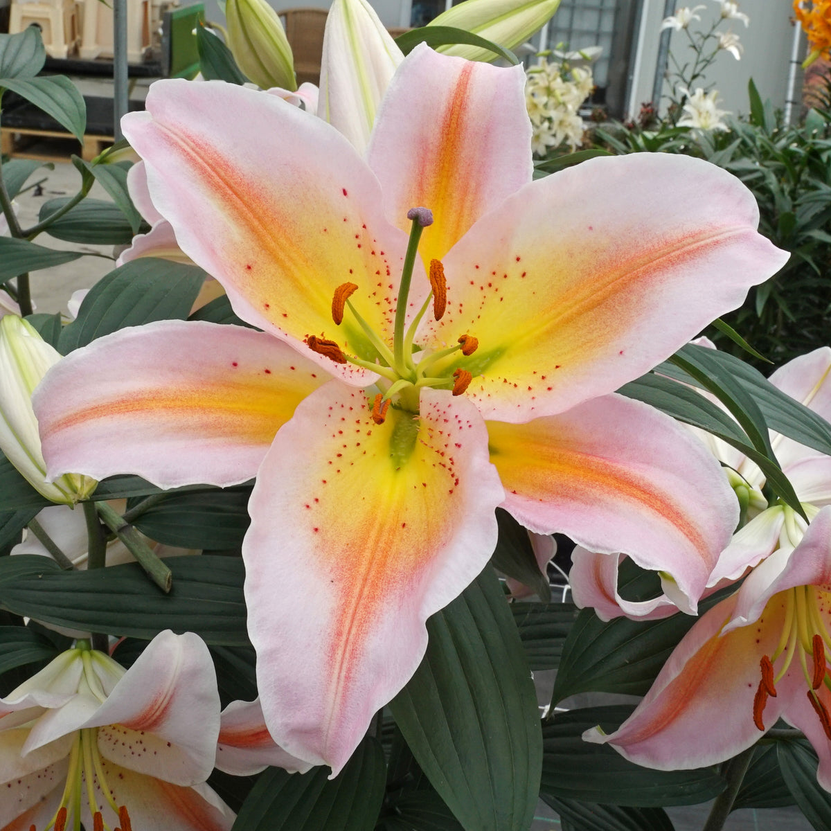 Lilium Salmon Party