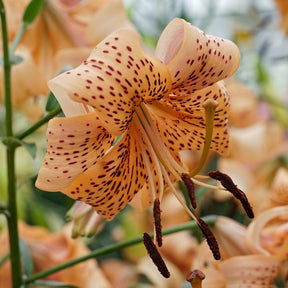 Lilium Tiger Babies
