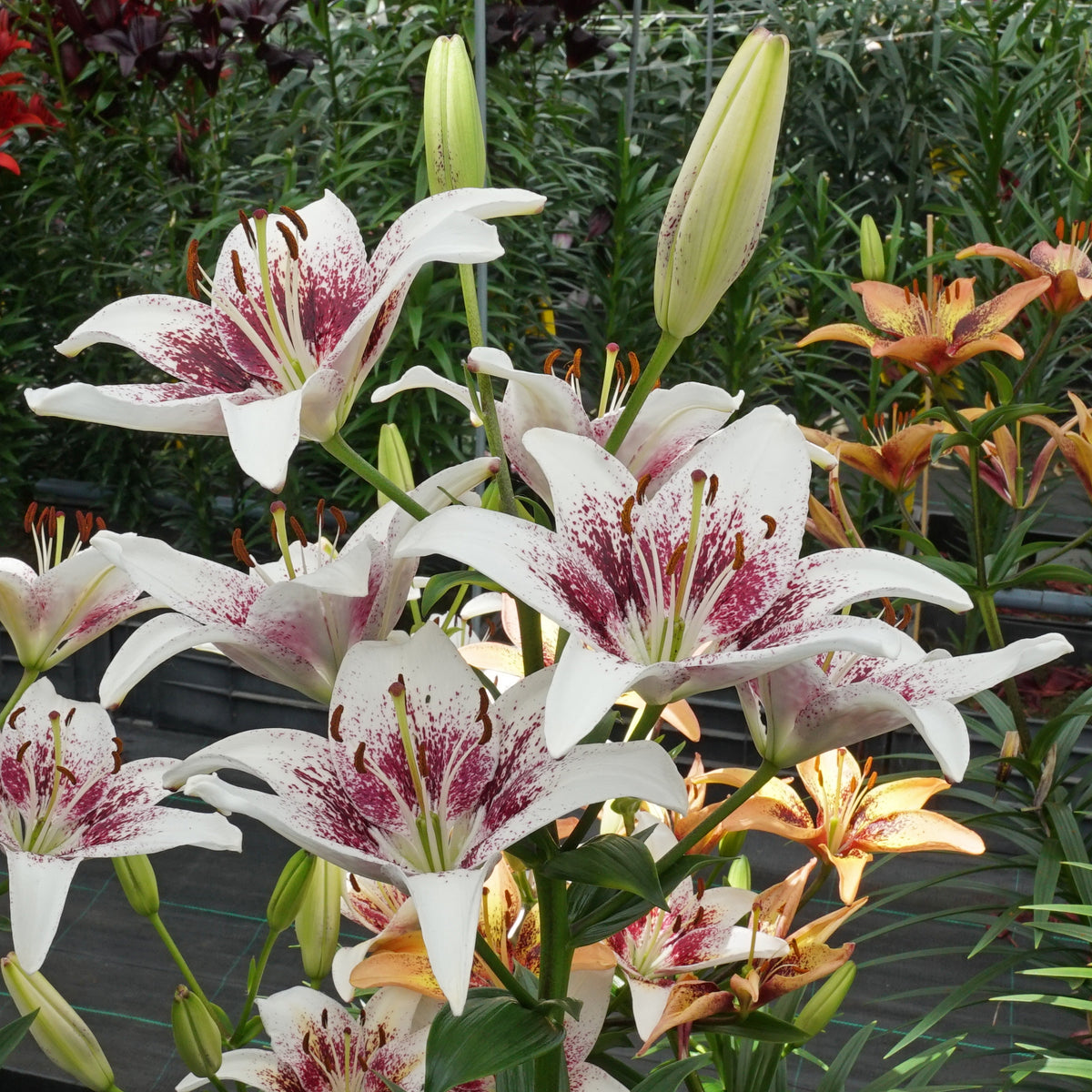 Lilium Tribal Kiss