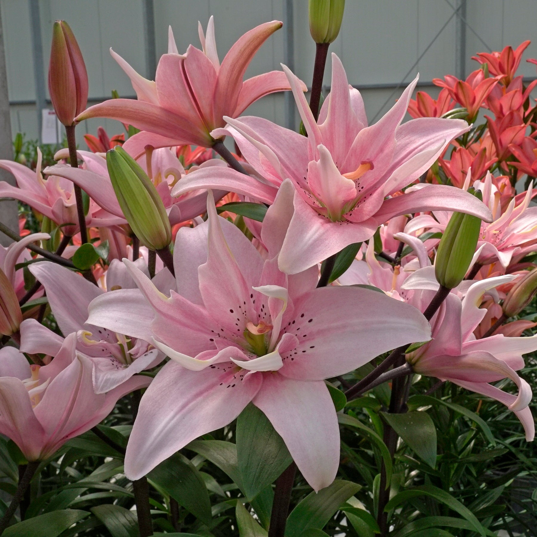 Lilium Elodie