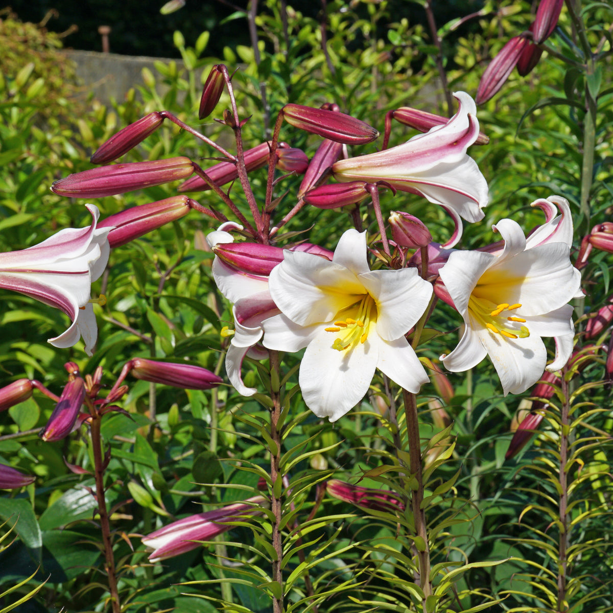 Lilium Regale