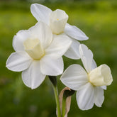 Limequilla