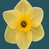 Lumen Lemon