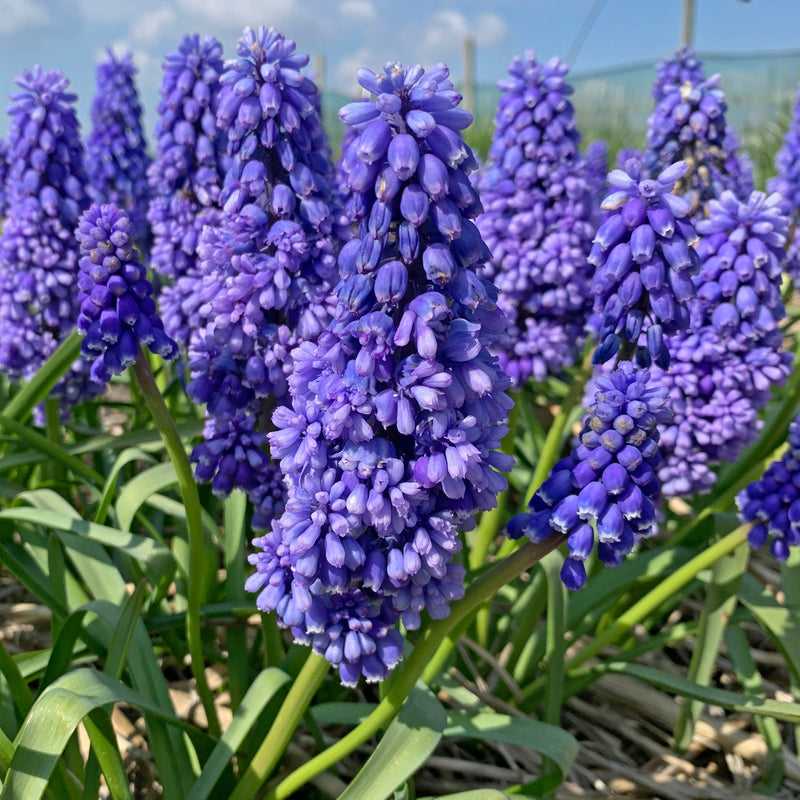 Muscari (Traubenhyazinthen)