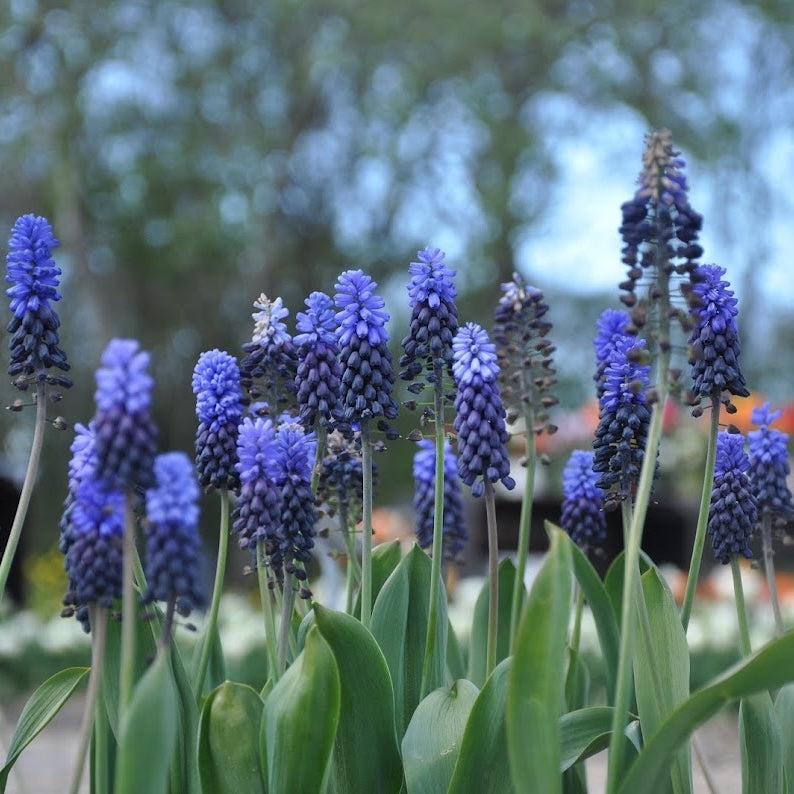 Muscari latifolium