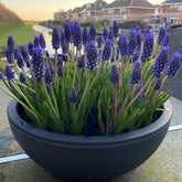 Muscari Night Eyes
