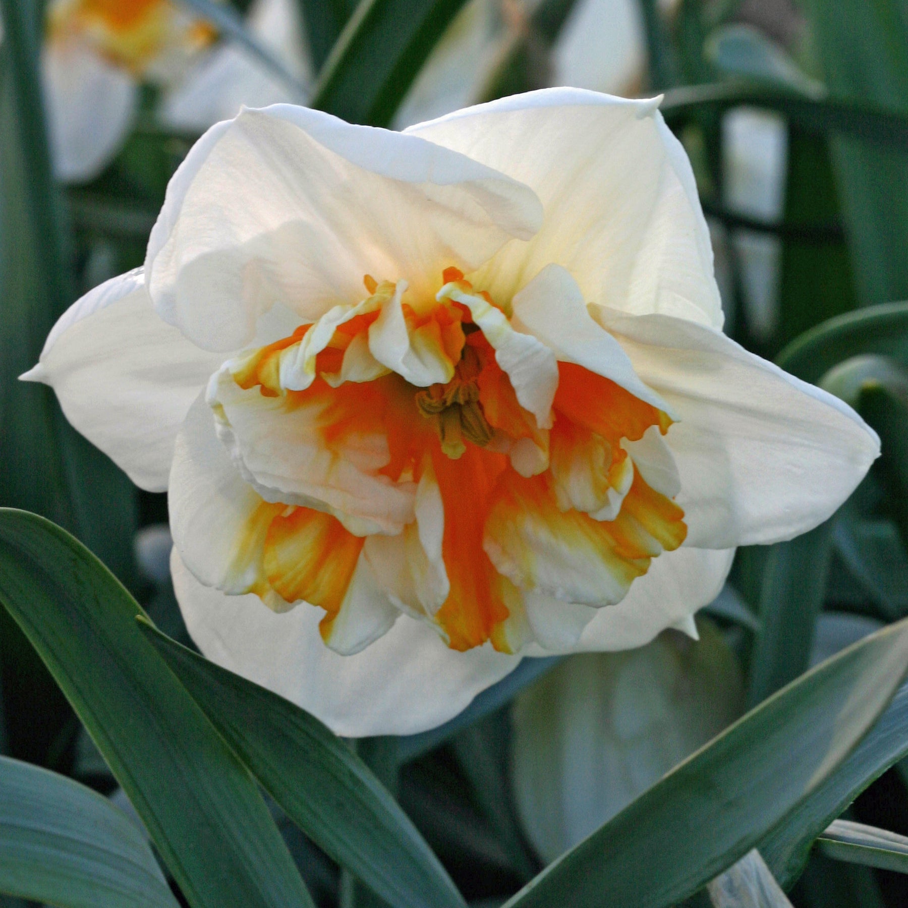 Dolly Mollinger