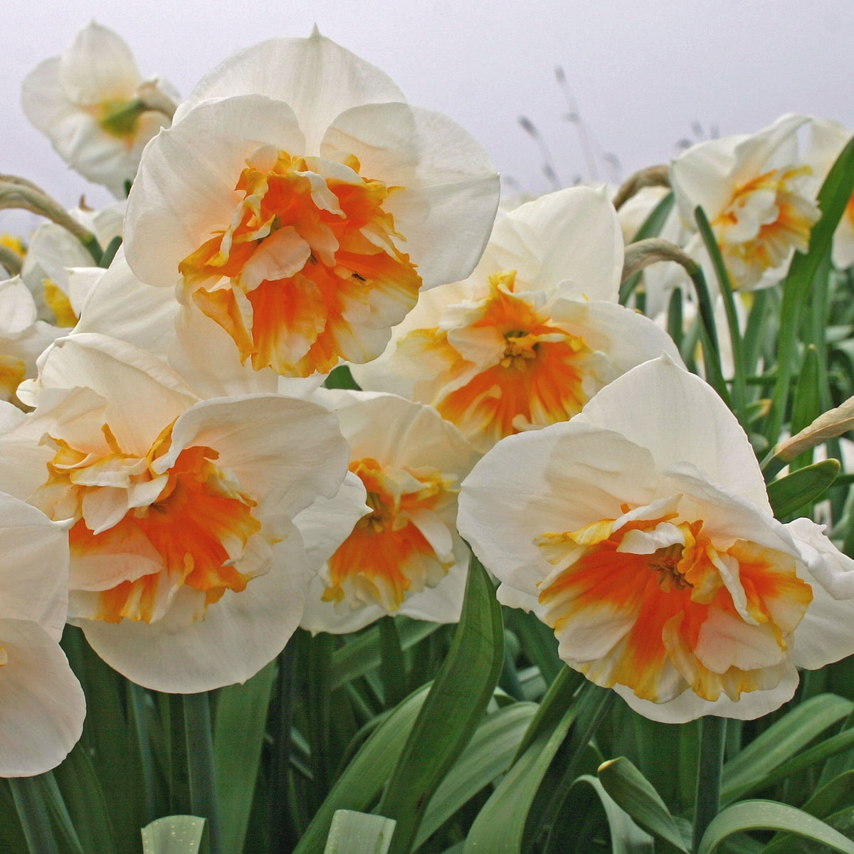 Dolly Mollinger - wit-oranje Split-cupped narcis - Fluwel