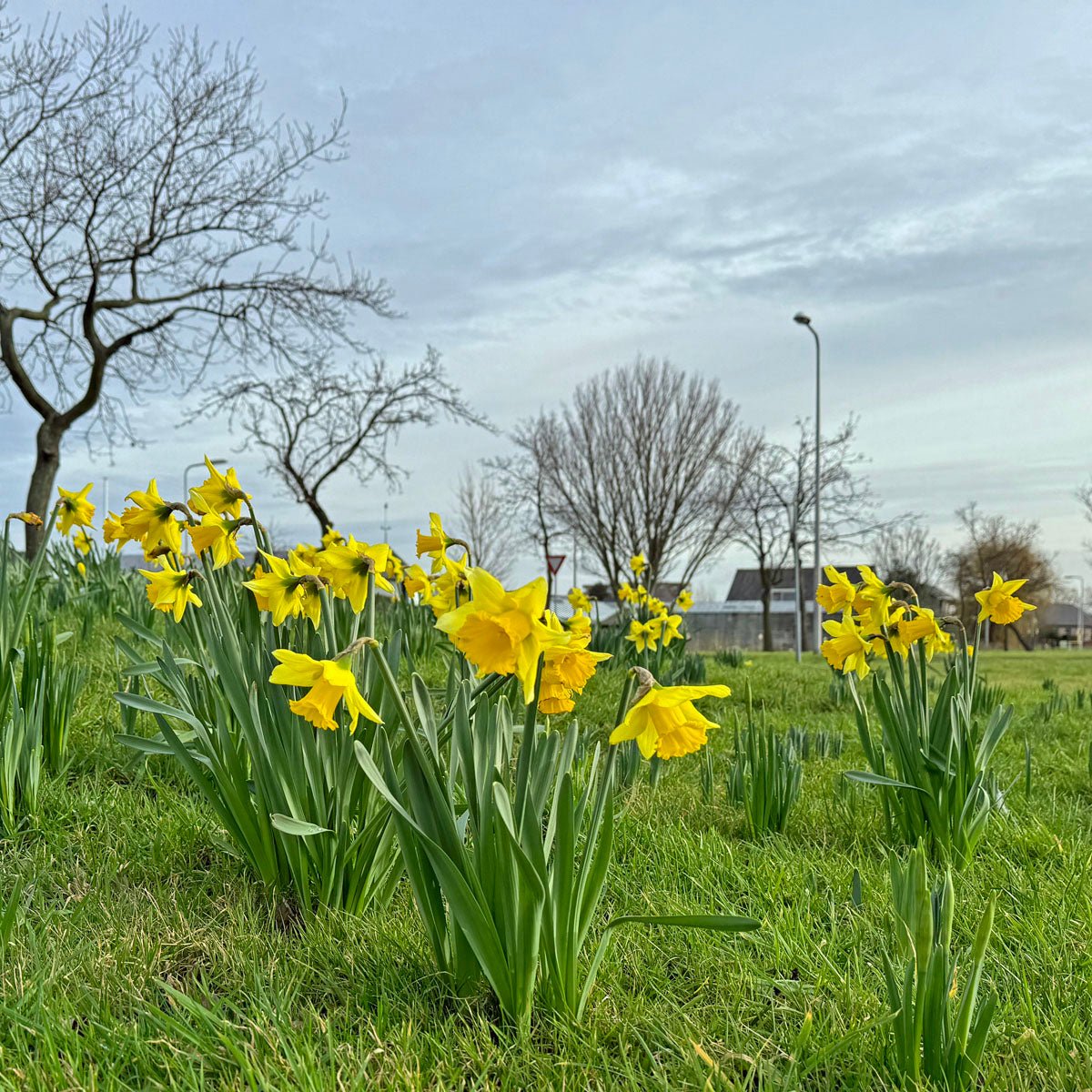 Rijnveld's Early Sensation - gele Trumpet narcis - Fluwel
