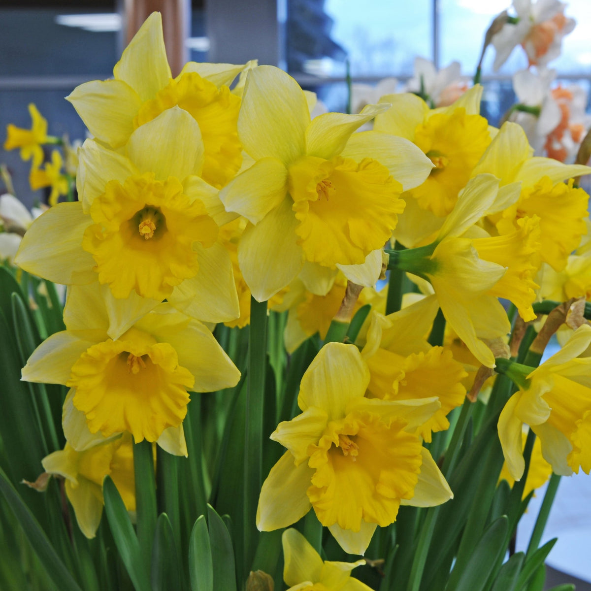 Rijnveld's Early Sensation - gele Trumpet narcis - Fluwel