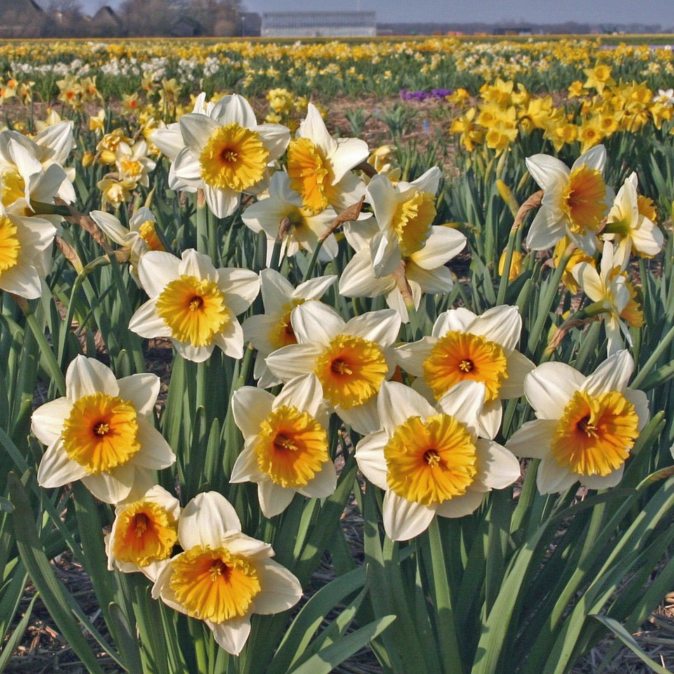 Slim Whitman - wit-oranje Large-cupped narcis - Fluwel