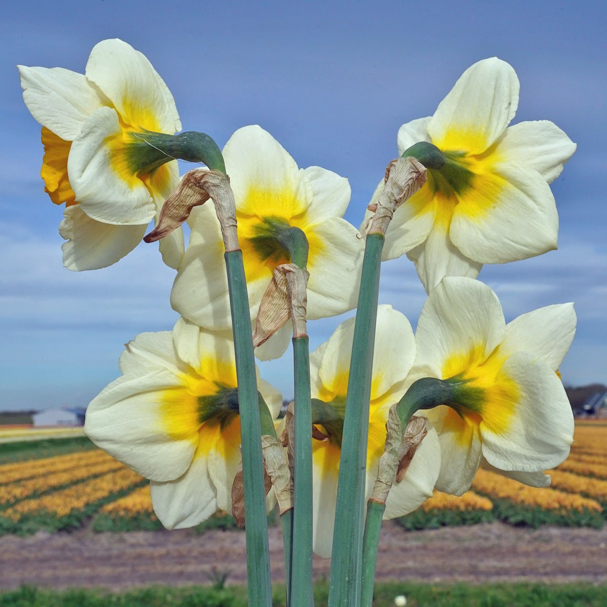 Sun Cup - wit-gele Large-cupped narcis - Fluwel