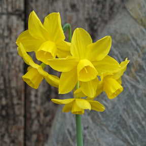 Product picture Daffodil Shy Lass