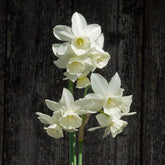 Narcissus Triple Choice | White Daffodil
