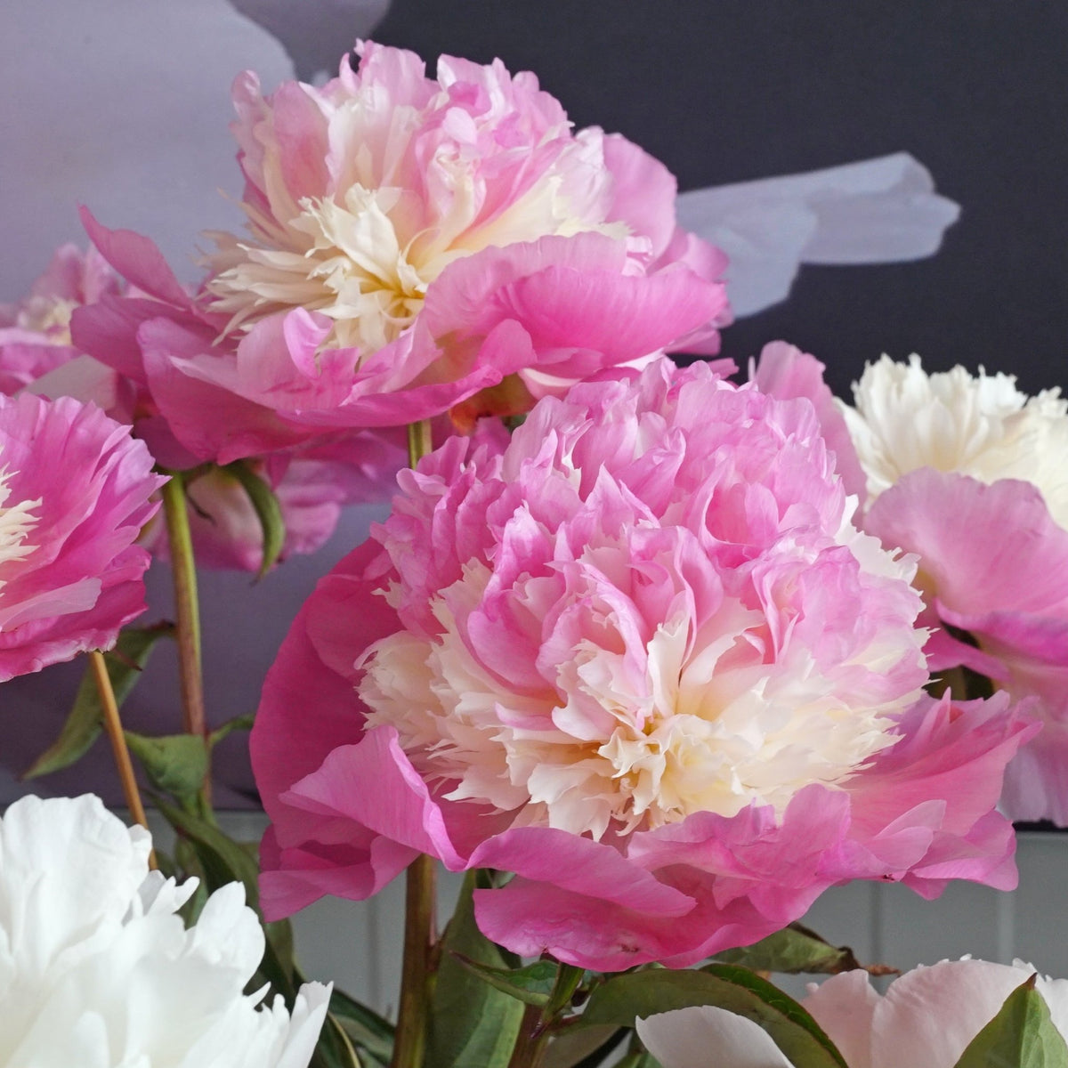 Peony She's My Star - roze pioenroos - Fluwel