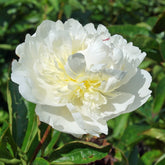 Bridal Grace