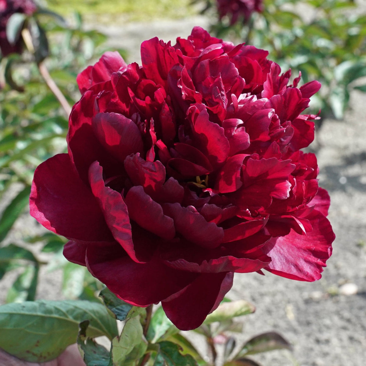 Peony Highlight - rode pioenroos - Fluwel