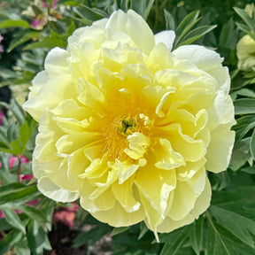 Peony Border Charm (Itoh)
