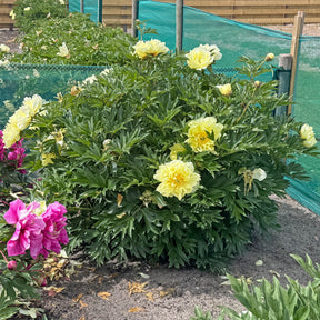 Peony Border Charm (Itoh)