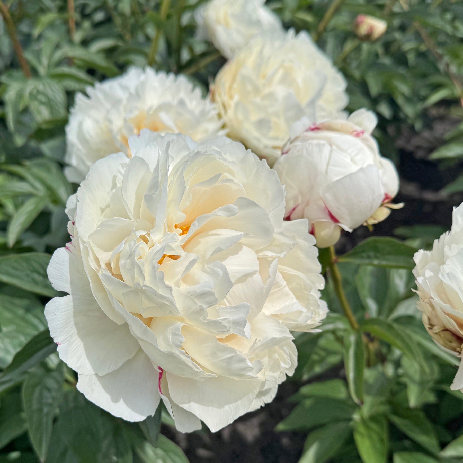 Peony Marshmallow Puff