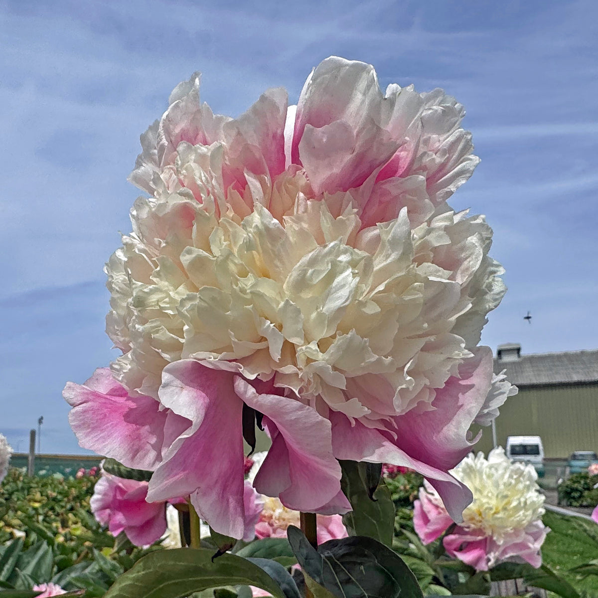 Peony She's My Star - roze pioenroos - Fluwel