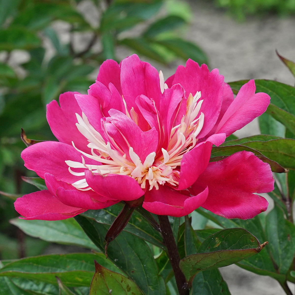 Peony Top Hat - meerkleurige pioenroos - Fluwel
