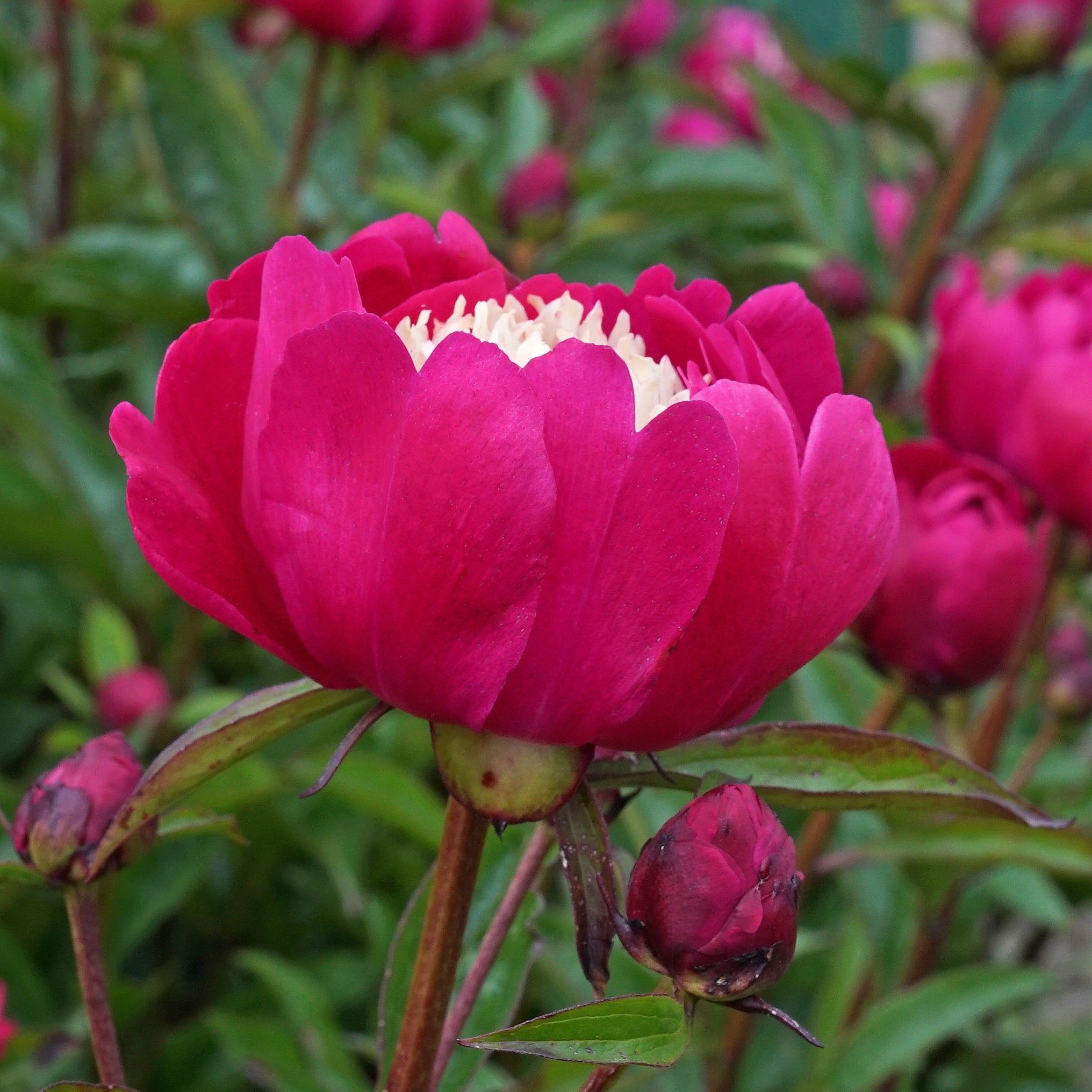 Peony Top Hat - meerkleurige pioenroos - Fluwel