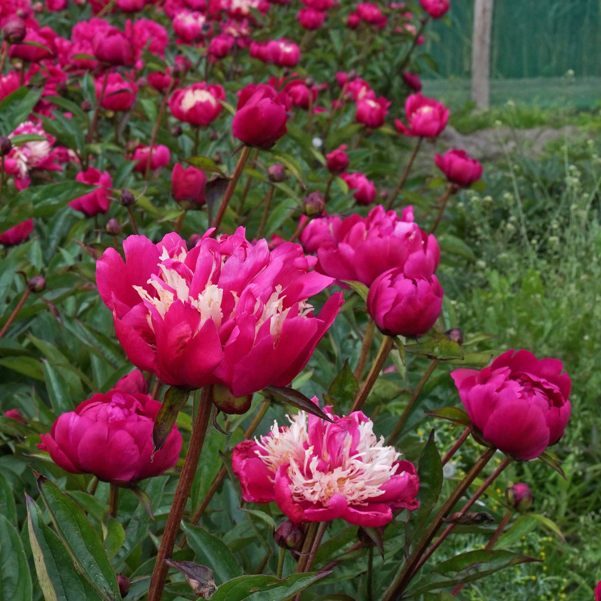 Peony Top Hat - meerkleurige pioenroos - Fluwel