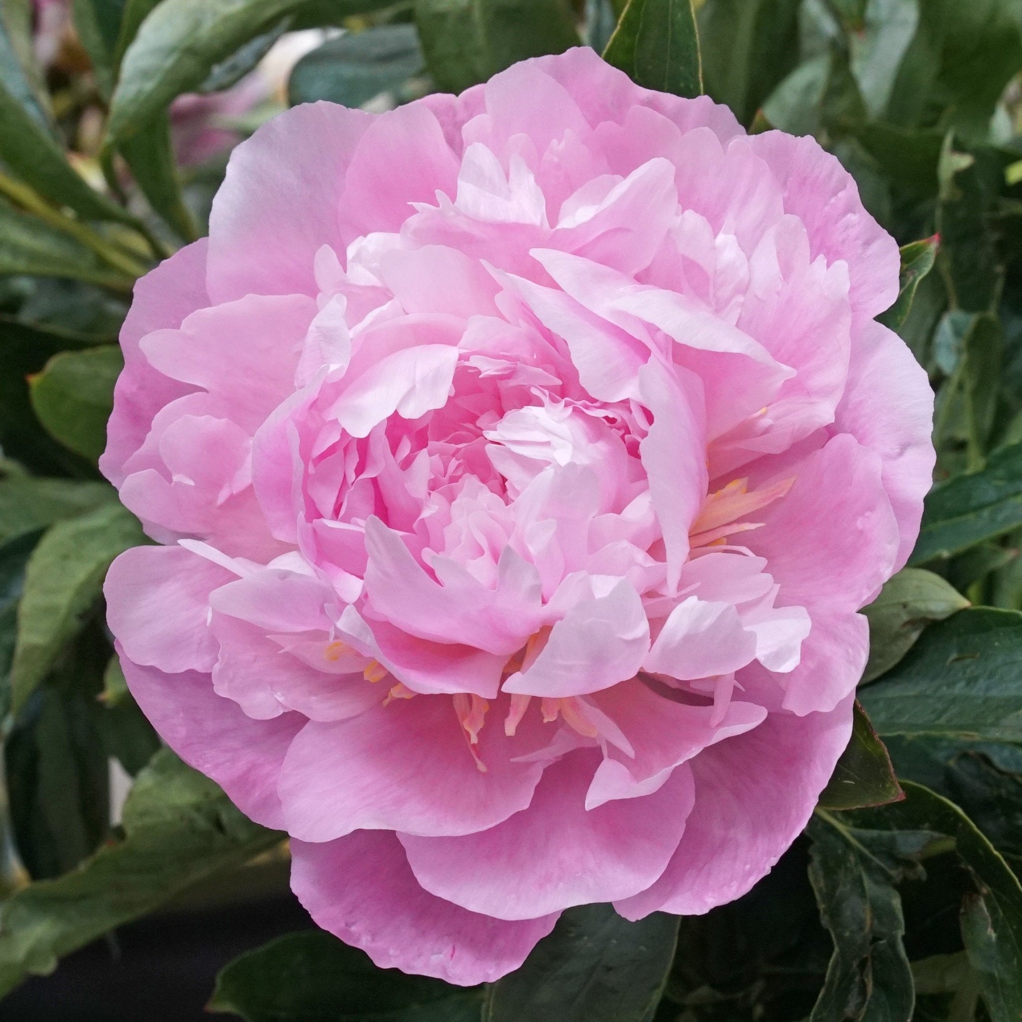 Peony Dinner Plate - roze pioenroos - Fluwel