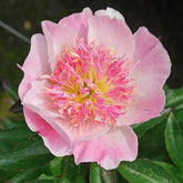 Peony Do Tell