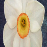 Polgooth