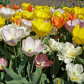 Prosecco Tulips